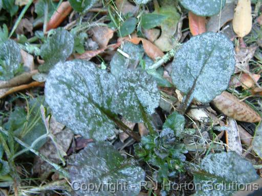 Powdery Mildew Ajuga 